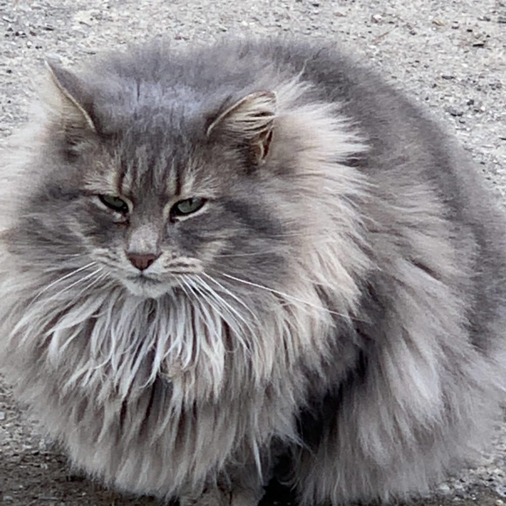 gray long haired cat