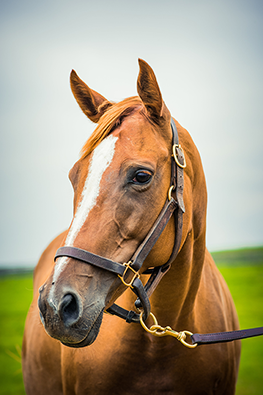 Queen of the Disco, a retired Thoroughbred mare in our sanctuary program.