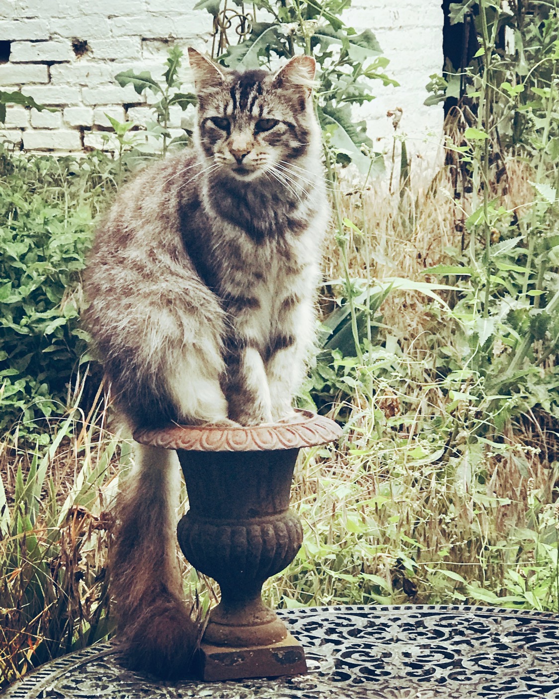One of our sanctuary kitties thinking she will fit in a planter.