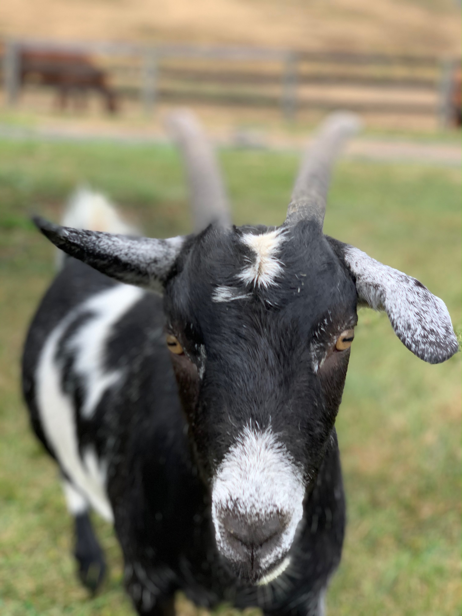 Cher, our silly goat that thinks she's a dog, playing on the farm.