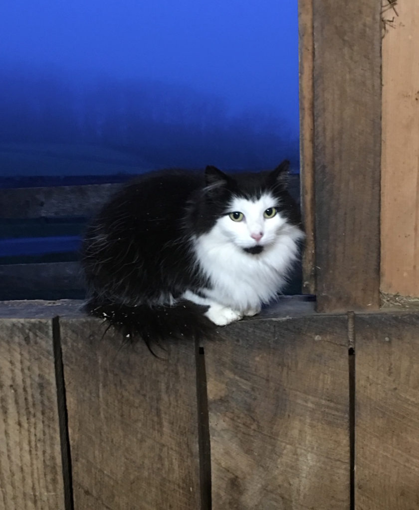 long haired black and white cat sitting in a barn