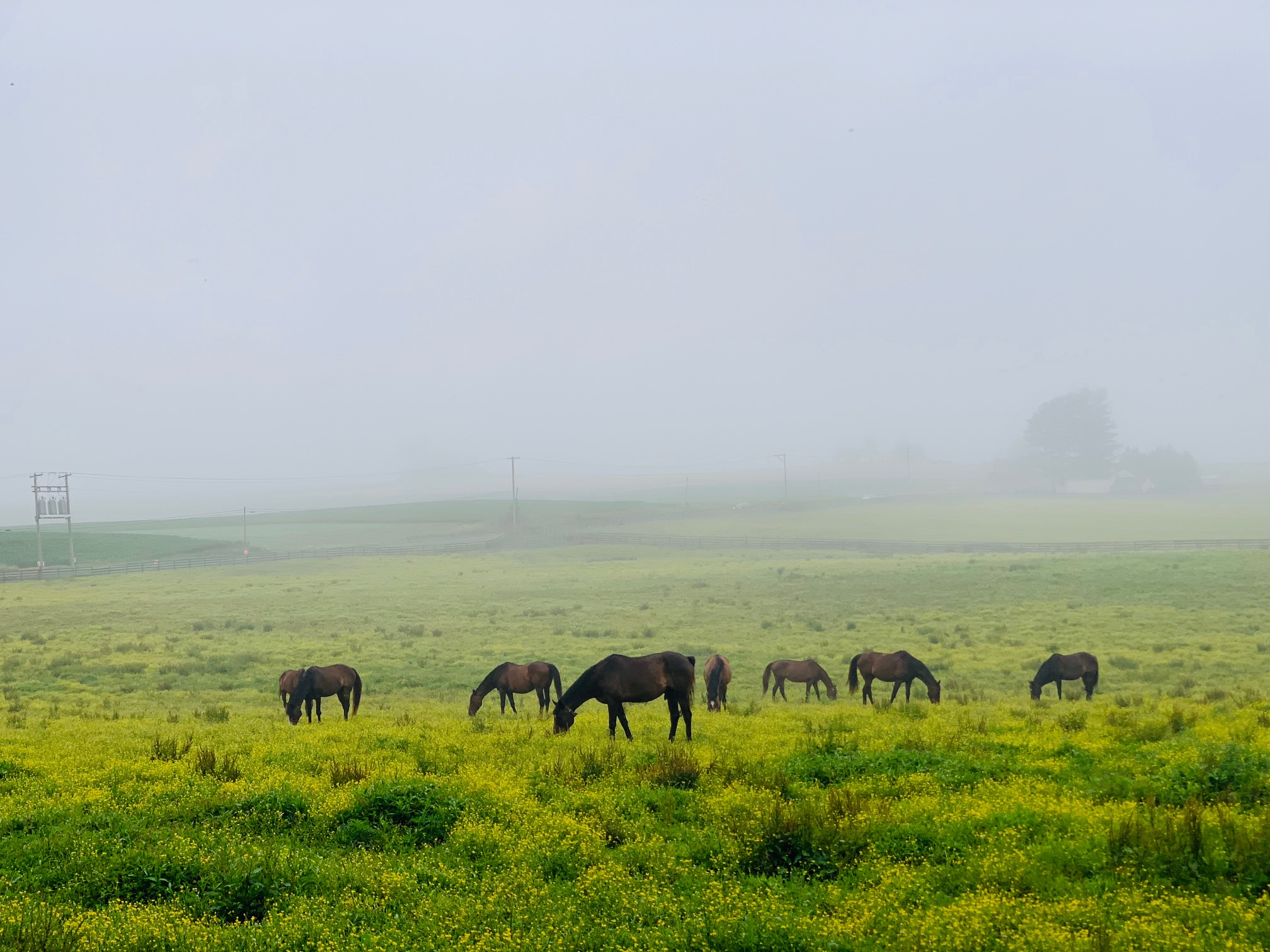 Some of our sanctuary geldings graze on a foggy morning.