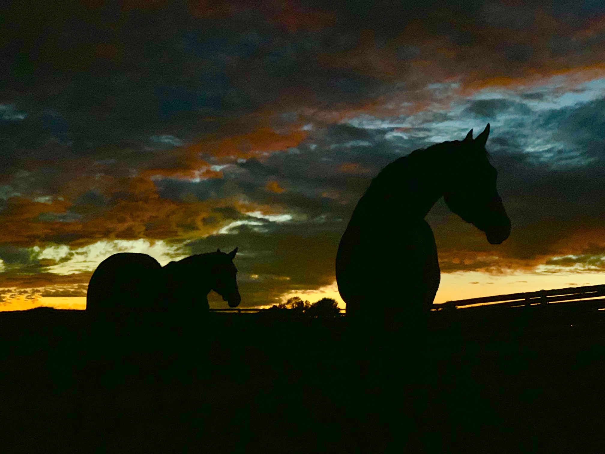 Mares in sanctuary at Foxie G look breathtakingly beautiful at sunset.