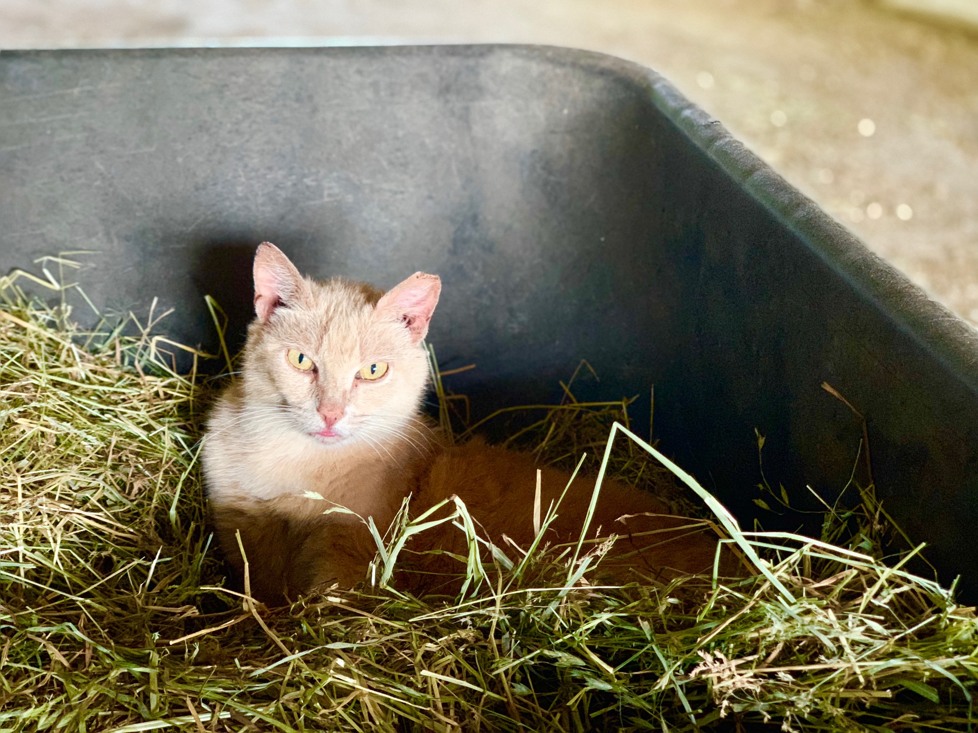 McLaren, one of our sanctuary cats, finds a comfy spot in a pile of hay.
