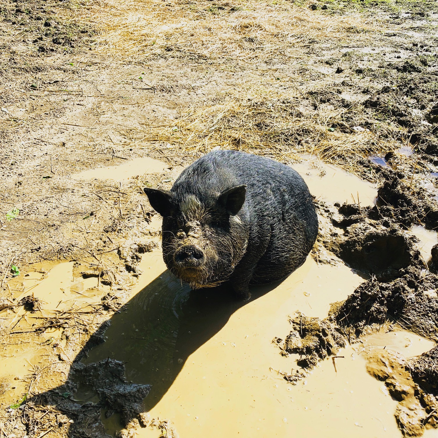 Petunia cools off in a mud puddle.