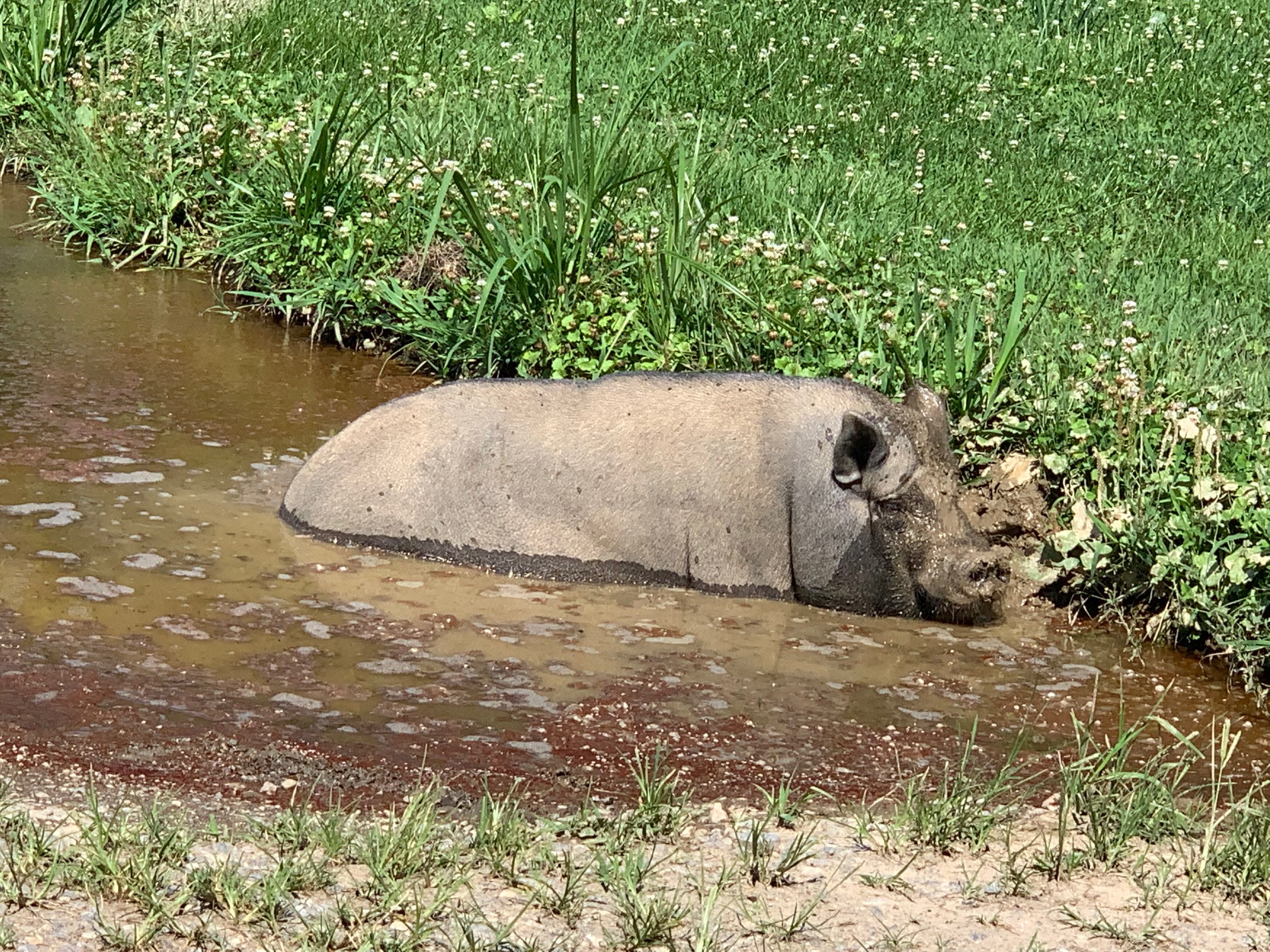 Petunia cooling off on a summer's day.