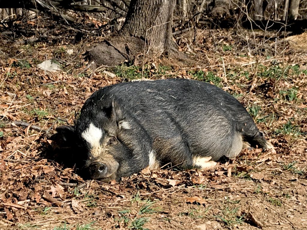 pot belly pig sleeping in the sun by woods