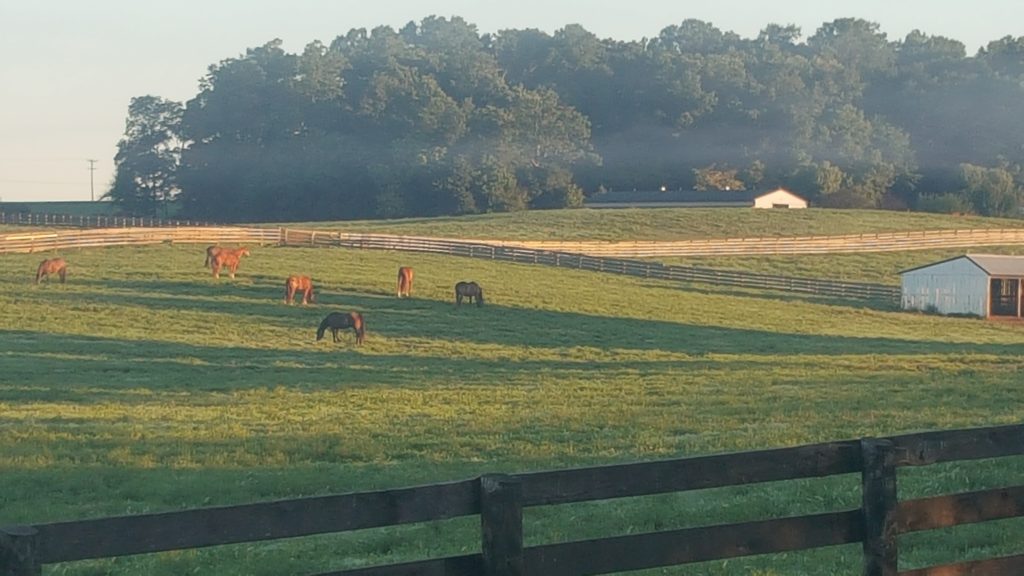 summer morning on the farm with horses grazing in a big field