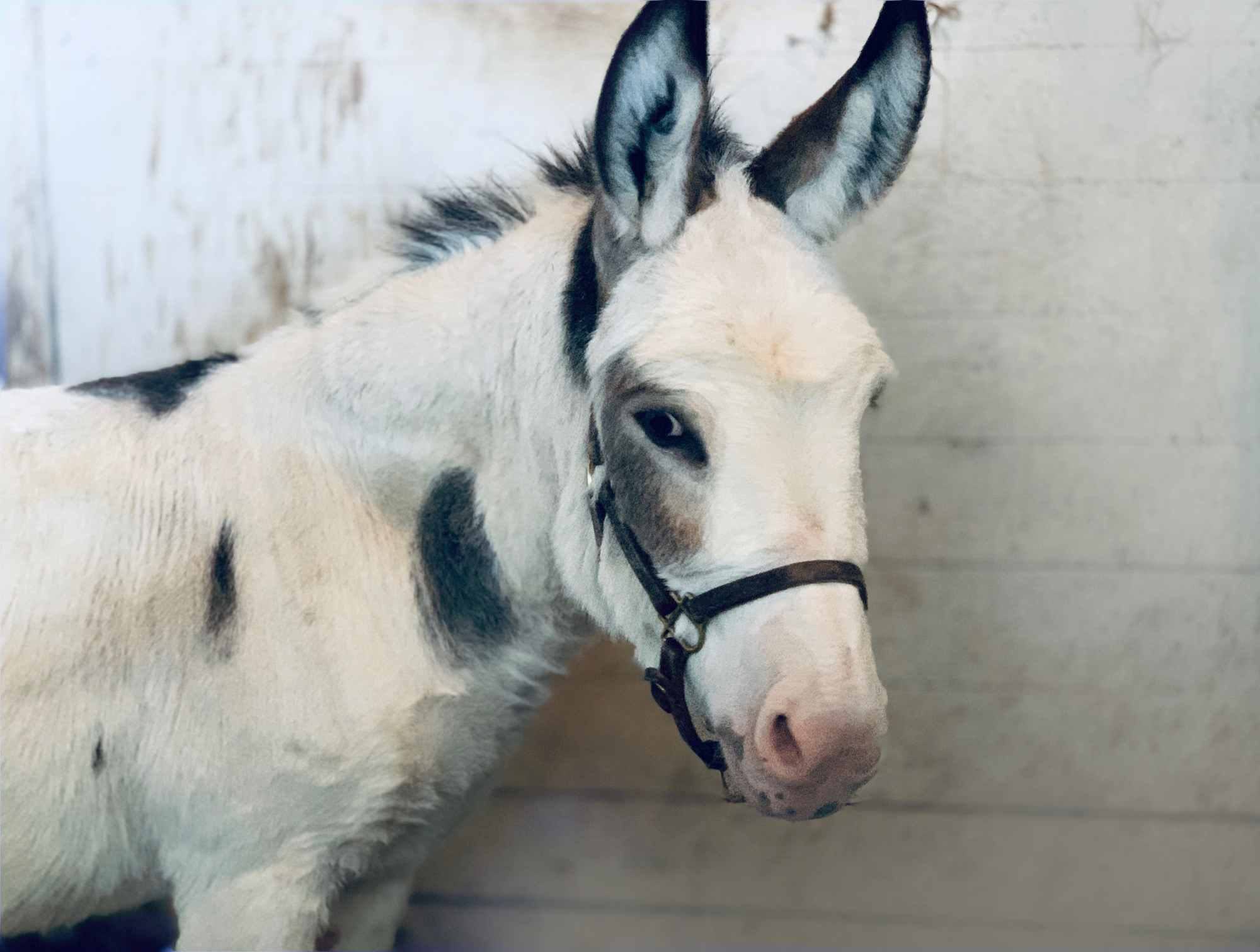 Sunny, our mini donkey, posing for the camera.