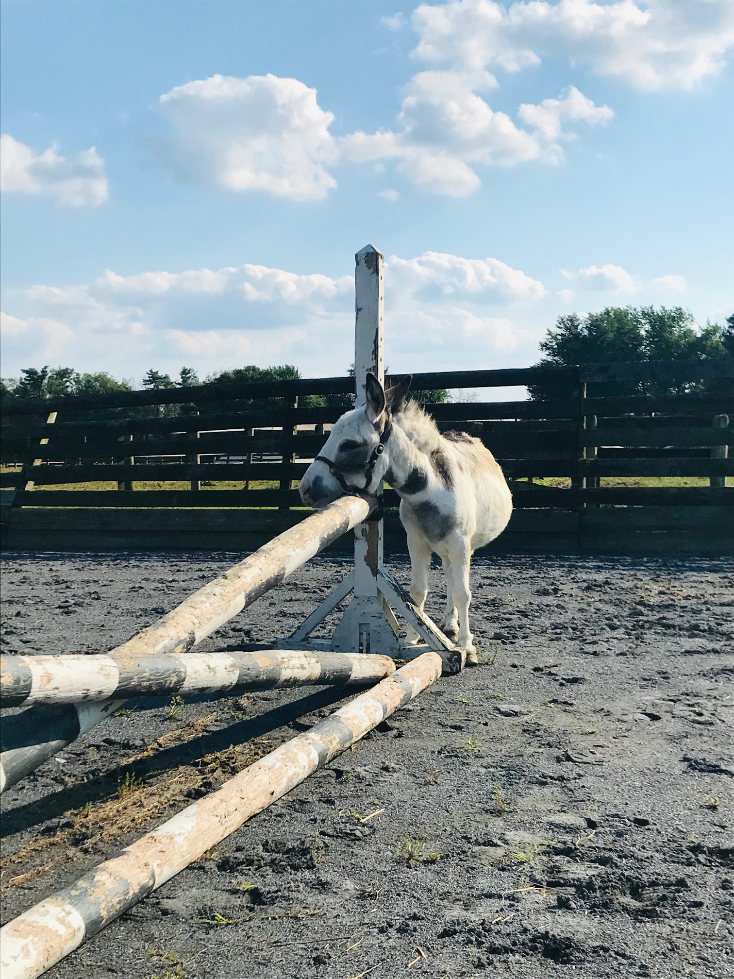 Sunny, our mini donkey, thinks jumps work better as scratching posts.