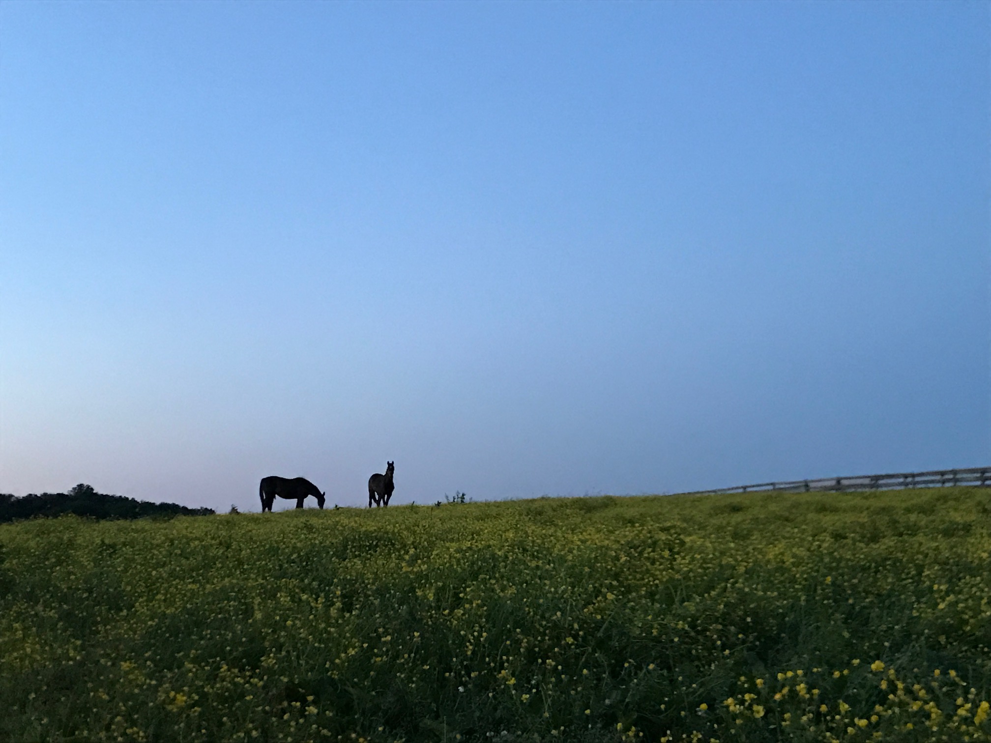 A peaceful evening on the farm.