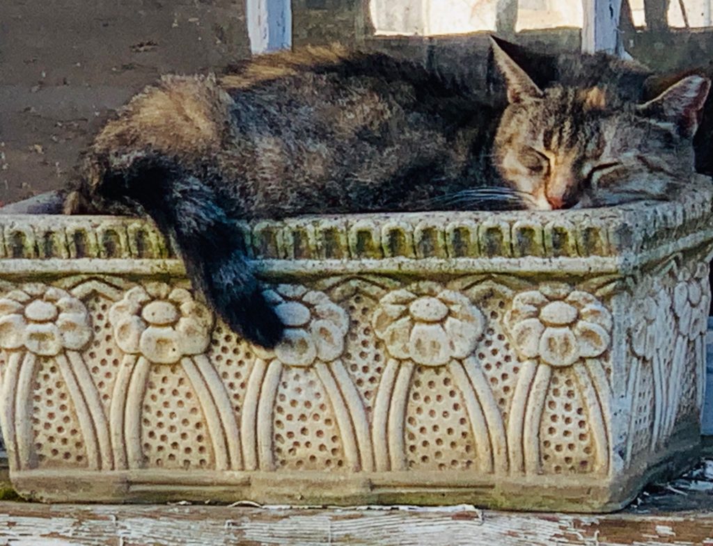 brown tabby cat sleeping in a planter