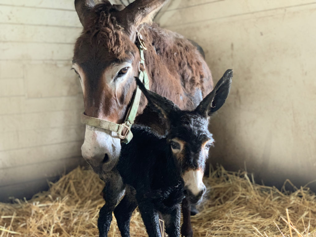 donkey and her new baby standing in a stall