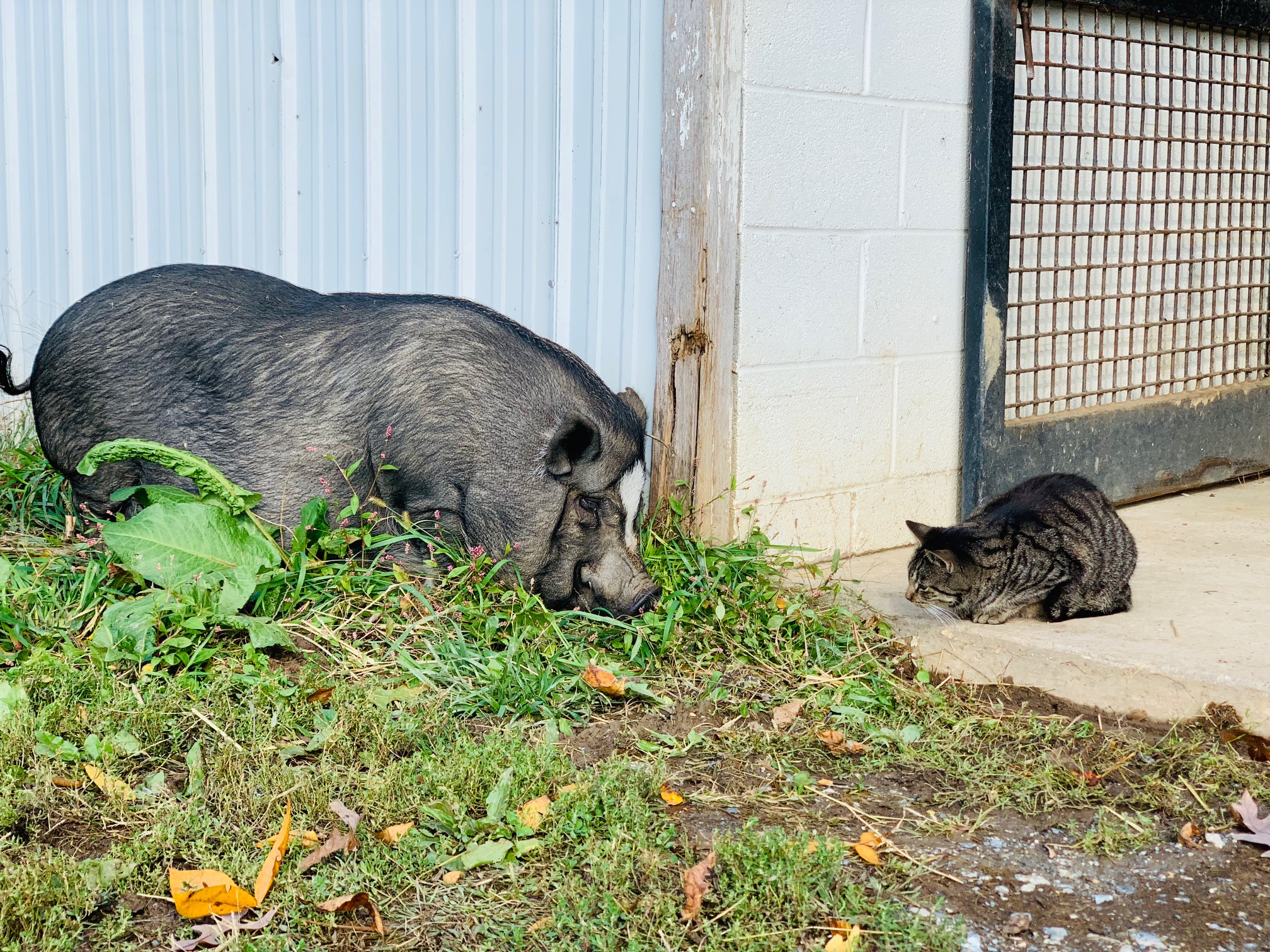 Bugatti isn't sure about Petunia the pig hanging out in her barn.