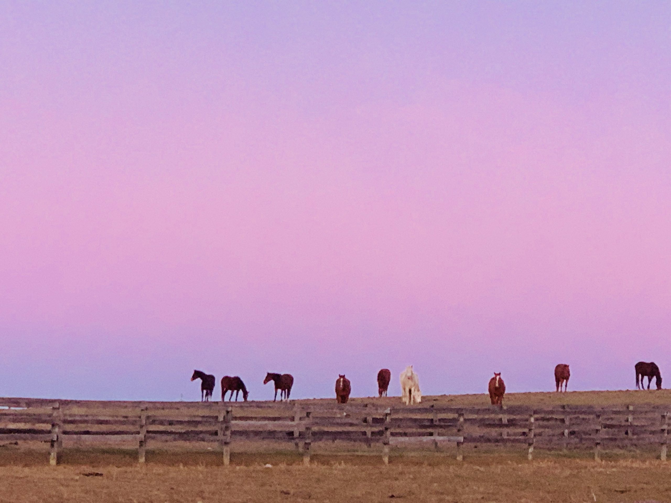 Some of our sanctuary mares grazing at sunrise. They have found a safe place to land with their forever home at Foxie G.