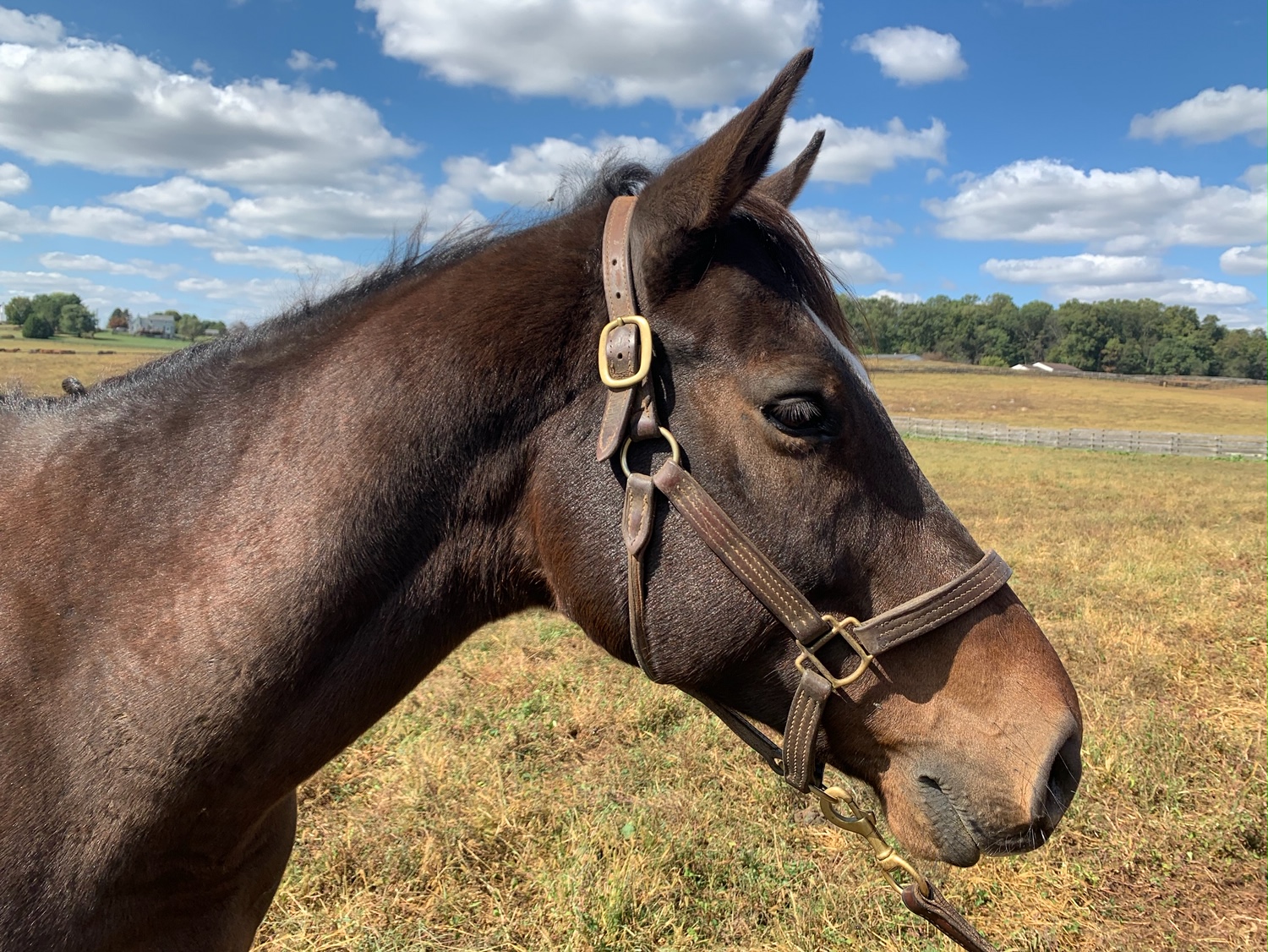 thoroughbred gelding love and care